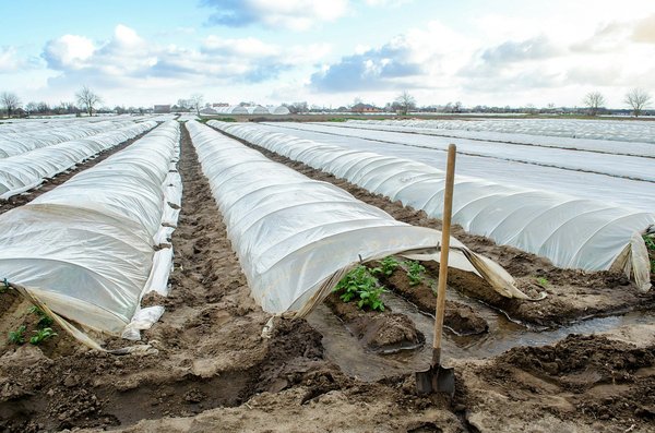 Cultivez à l'abri avec un tunnel de forçage optimal