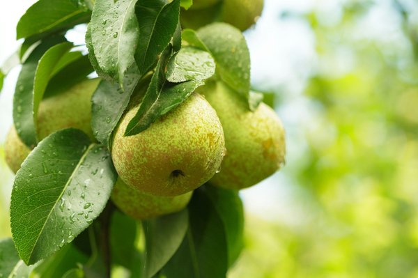 Jardin et extérieur : quel arbre fruitier choisir pour votre propriété ?