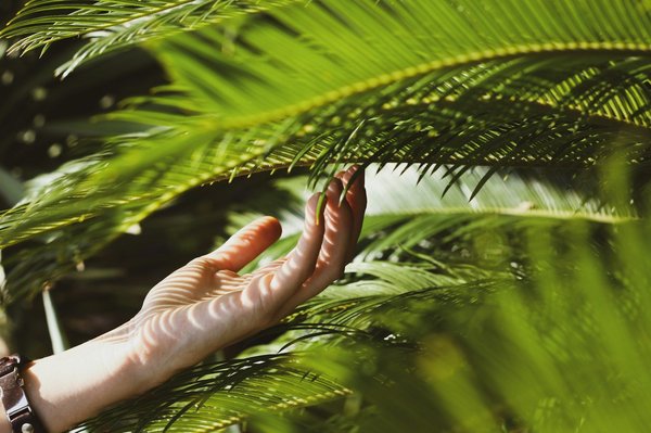 Entretien des palmiers, du jardin et du potager : guide essentiel